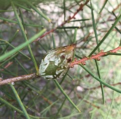 Hakea mitchellii