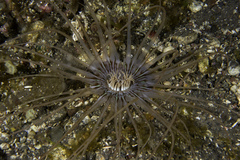 Isarachnanthus