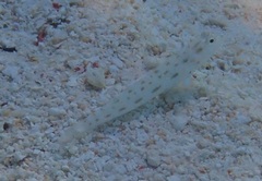 Ctenogobiops feroculus