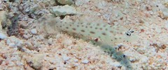 Ctenogobiops pomastictus