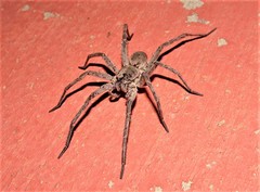 Portacosa cinerea
