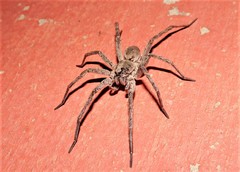Portacosa cinerea