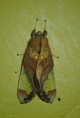 Bertholdia flavidorsata