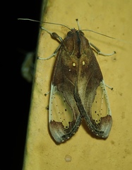 Bertholdia flavidorsata