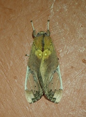 Bertholdia flavidorsata