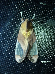 Bertholdia flavidorsata