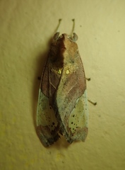 Bertholdia flavidorsata