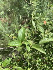 Croton menyharthii