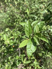 Croton menyharthii