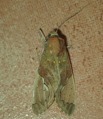 Bertholdia grisescens