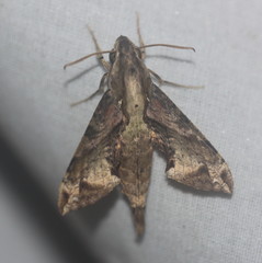 Eupanacra