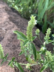 Isoglossa glandulosissima