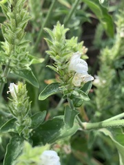 Isoglossa glandulosissima