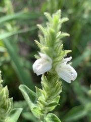 Isoglossa glandulosissima