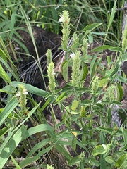 Isoglossa glandulosissima