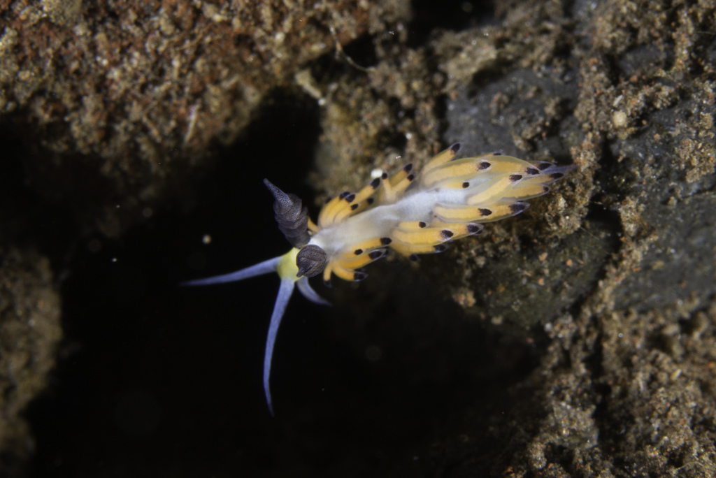 Black-horned Egg-eater
