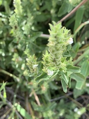 Isoglossa glandulosissima