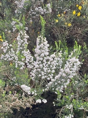 Erica lusitanica