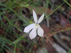 Lithotoma anethifolia