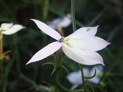 Lithotoma anethifolia