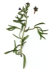 Glandora rosmarinifolia image