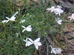 Lithotoma anethifolia