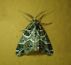 Cargolia arana