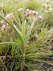 Asclepias cucullata cucullata