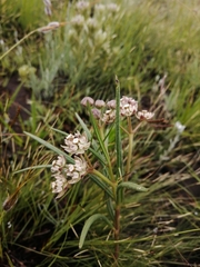 Asclepias cucullata cucullata
