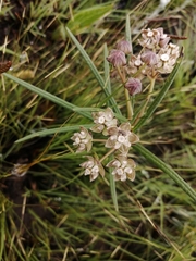 Asclepias cucullata cucullata
