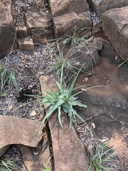 Ledebouria inquinata