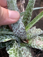 Ledebouria inquinata
