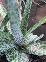 Ledebouria inquinata