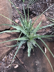 Ledebouria inquinata