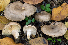 Lactarius circellatus