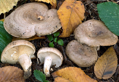 Lactarius circellatus