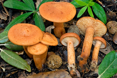 Lactarius atlanticus