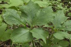Arisaema amurense