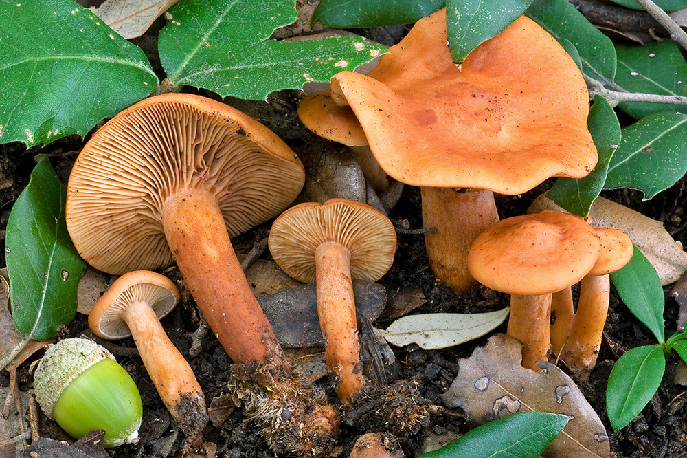 Lactarius atlanticus