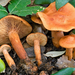 Lactarius atlanticus - Photo (c) Federico Calledda, some rights reserved (CC BY-NC), uploaded by Federico Calledda
