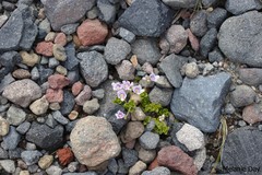 Veronica hookeriana
