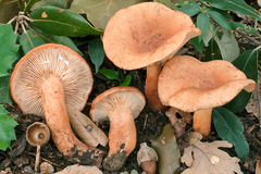 Lactarius decipiens