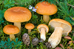 Lactarius porniniae