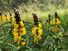 Senna didymobotrya