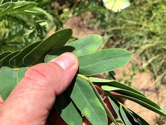 Senna didymobotrya