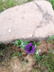 Pseudopegolettia tenella