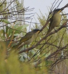 Lichenostomus cratitius