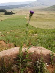 Pseudopegolettia tenella