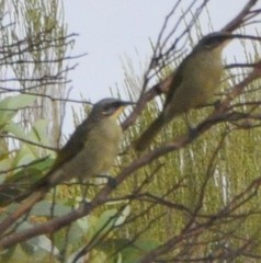 Lichenostomus cratitius