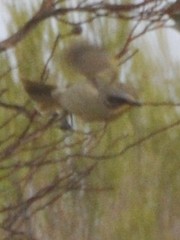 Lichenostomus cratitius